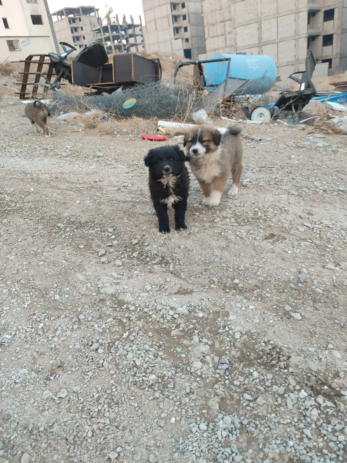 سگ نژاد محلی|سگ|پردیس, فاز ۸|دیوار