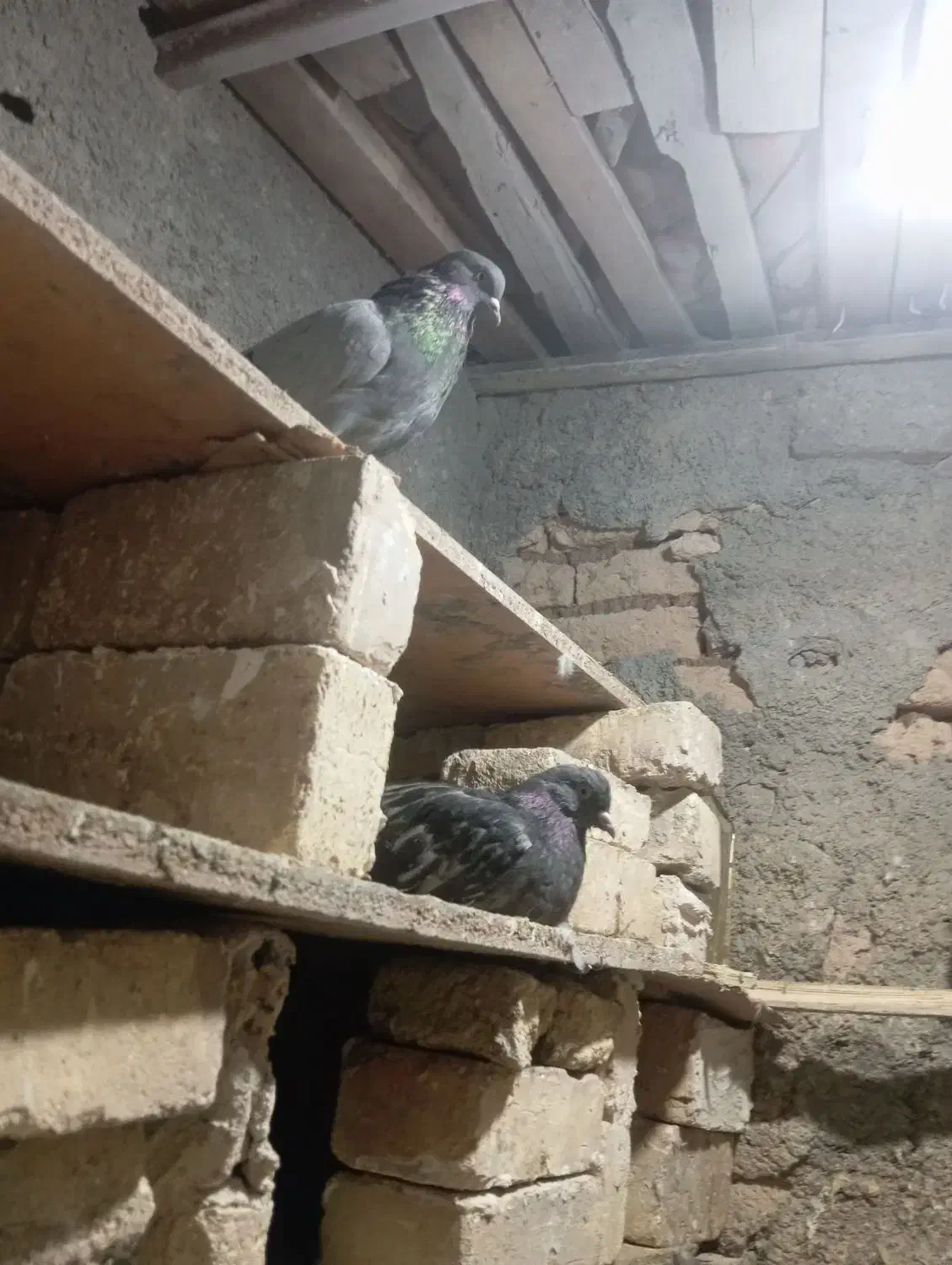 کبوتر پر|پرنده|بابا حیدر, |دیوار