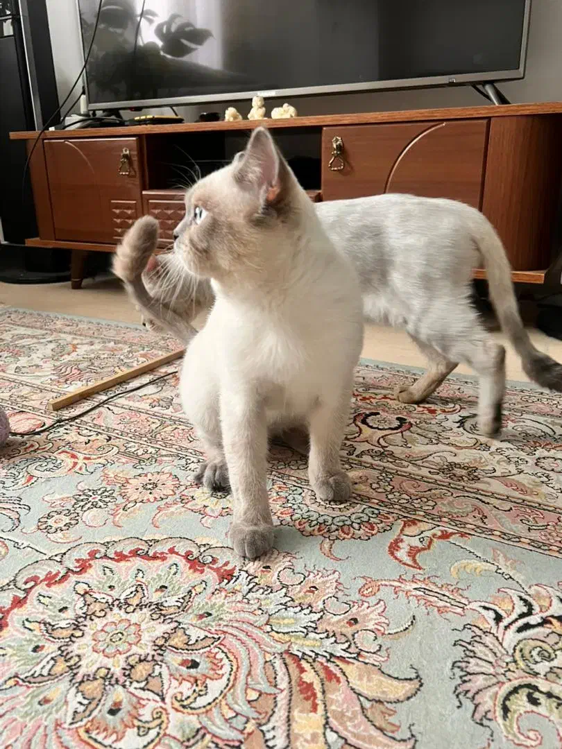 گربه بلو|گربه|کرج, اسدآباد|دیوار