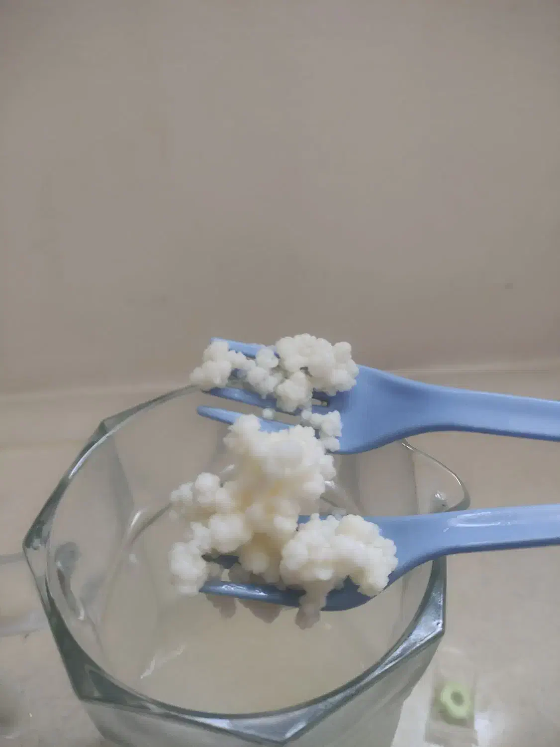 قارچ کفیر قفقازی فعال و درشت|خوردنی و آشامیدنی|مشهد, هفت تیر (نه دره)|دیوار