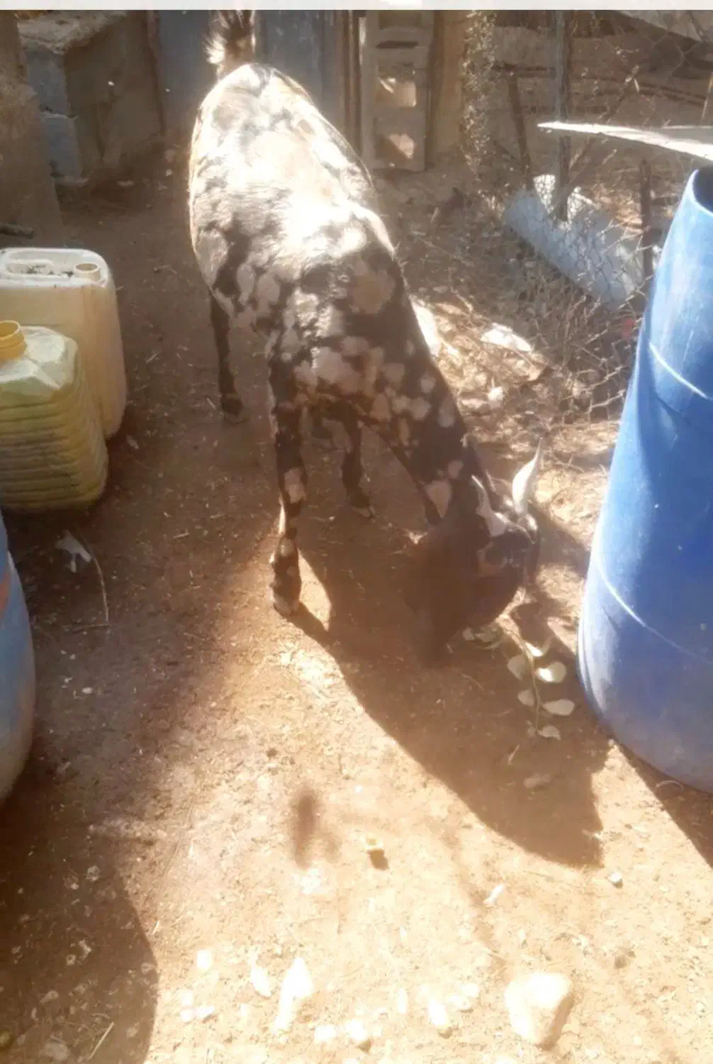 بوشهر عسلویه|حیوانات مزرعه|عسلویه, |دیوار