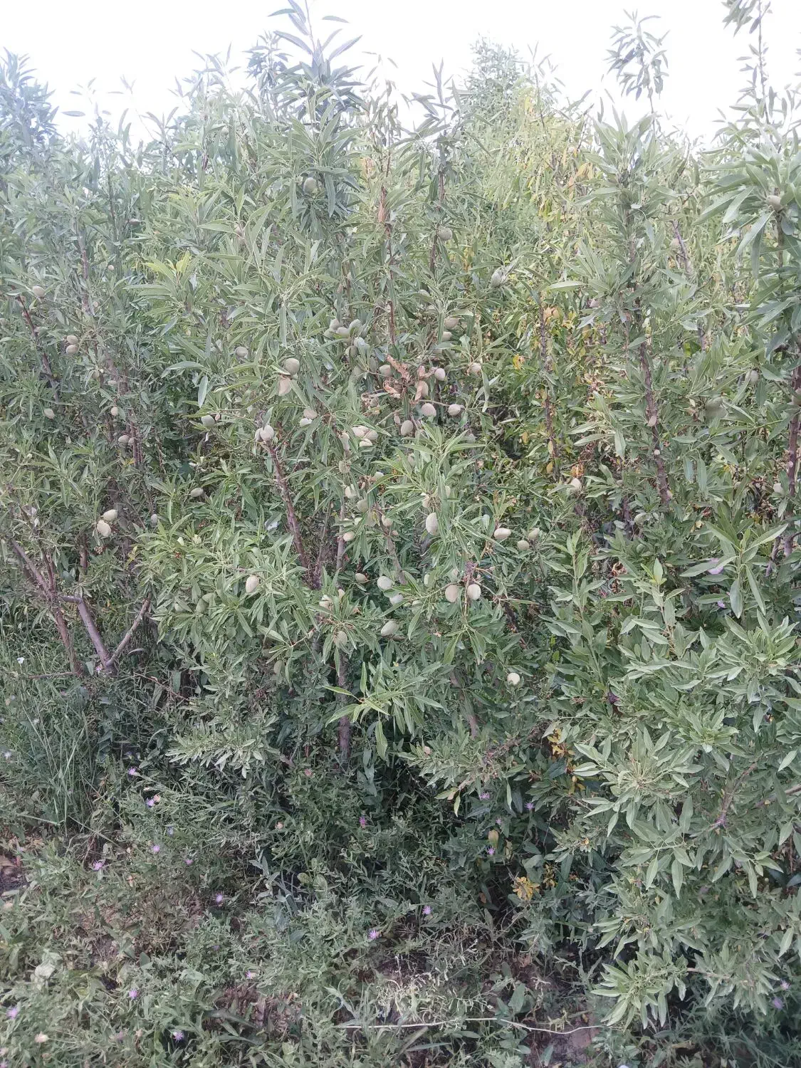 نهال فروشی مصباحی|گل و گیاه طبیعی|خسروشاه, |دیوار