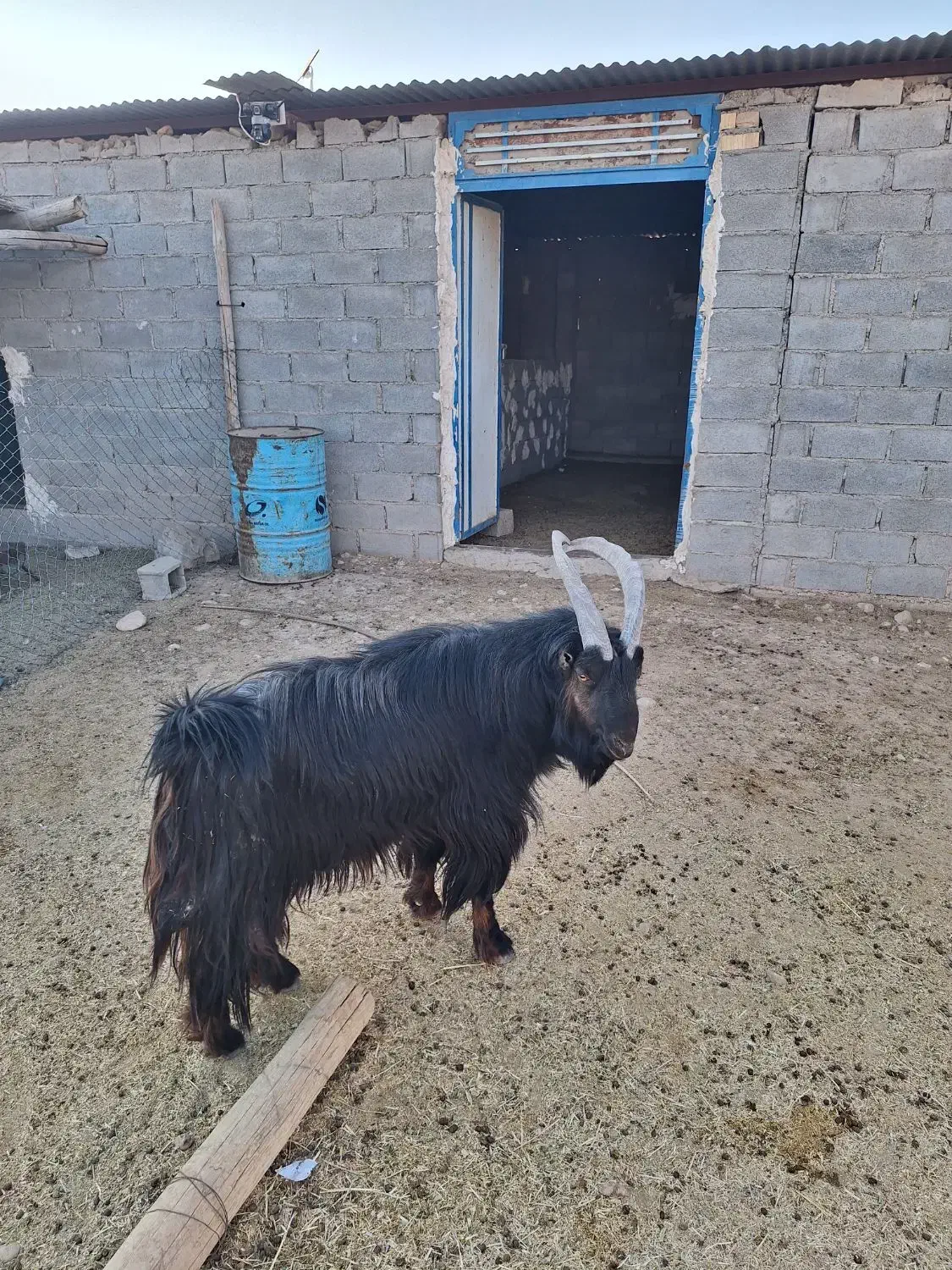 پازن جوان برزی|حیوانات مزرعه|زرین دشت (فارس), |دیوار