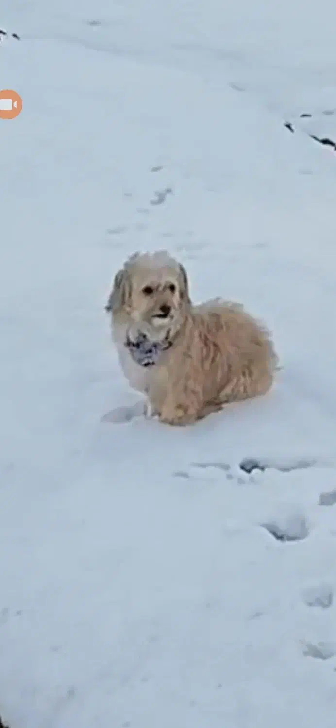 گمشده سگ|حیوانات|اصفهان, بهارستان|دیوار