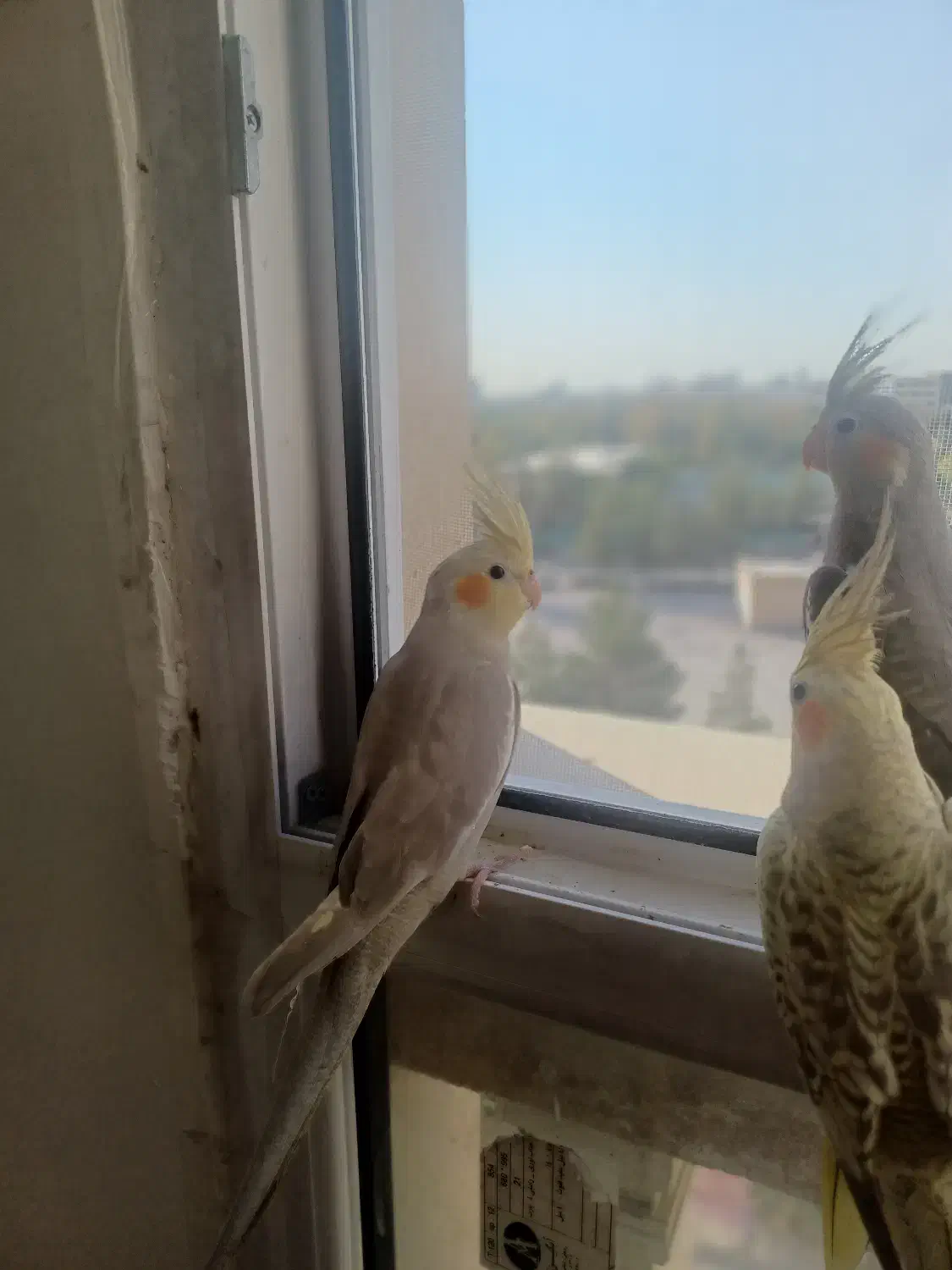 عروس هلندی نر|پرنده|مشهد, ادیب نیشابوری (شهرک غرب)|دیوار