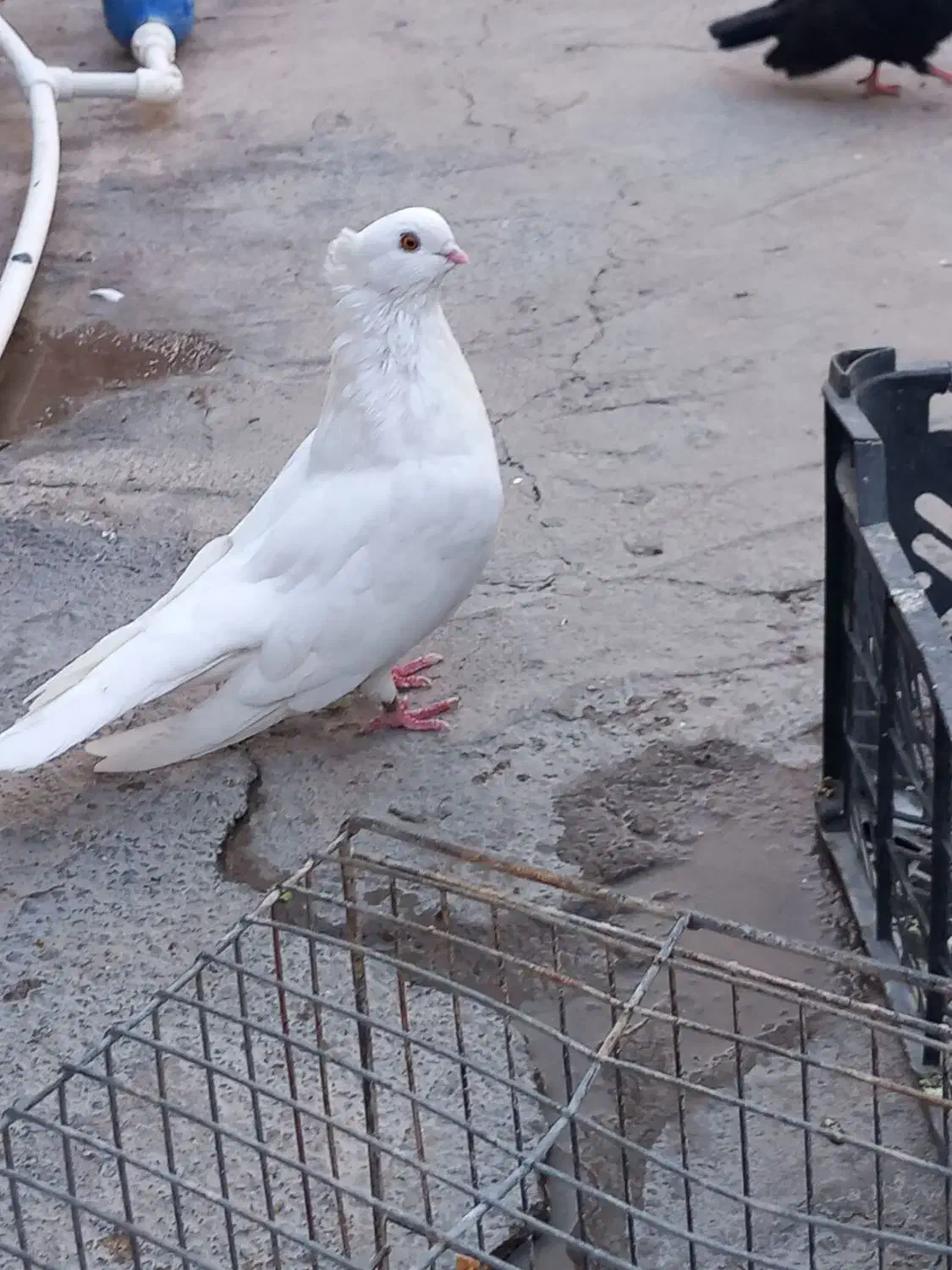 سفیدچشم زرد|پرنده|جیرفت, |دیوار