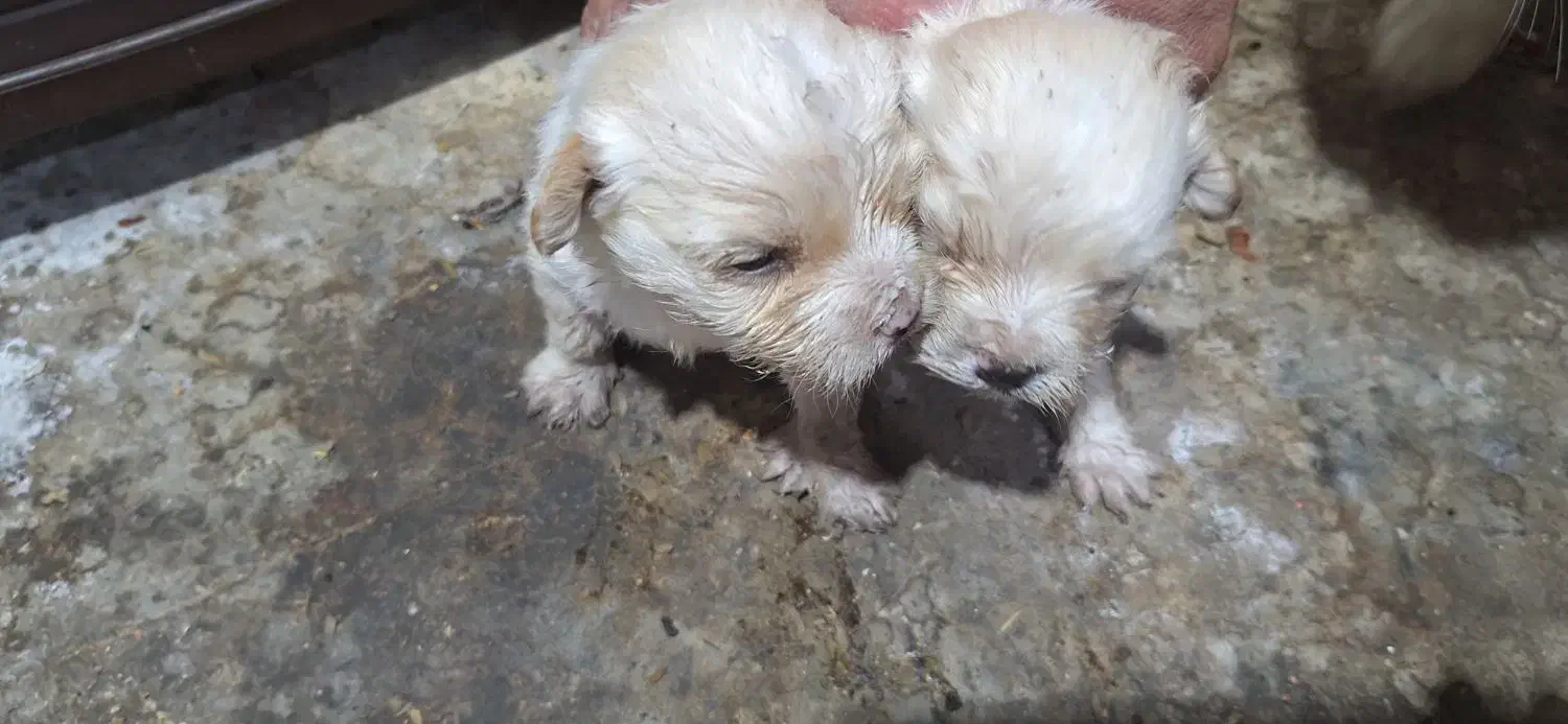 پیکینیز .۲۰.ر.و.زه|سگ|هشتگرد, کوی یاران|دیوار