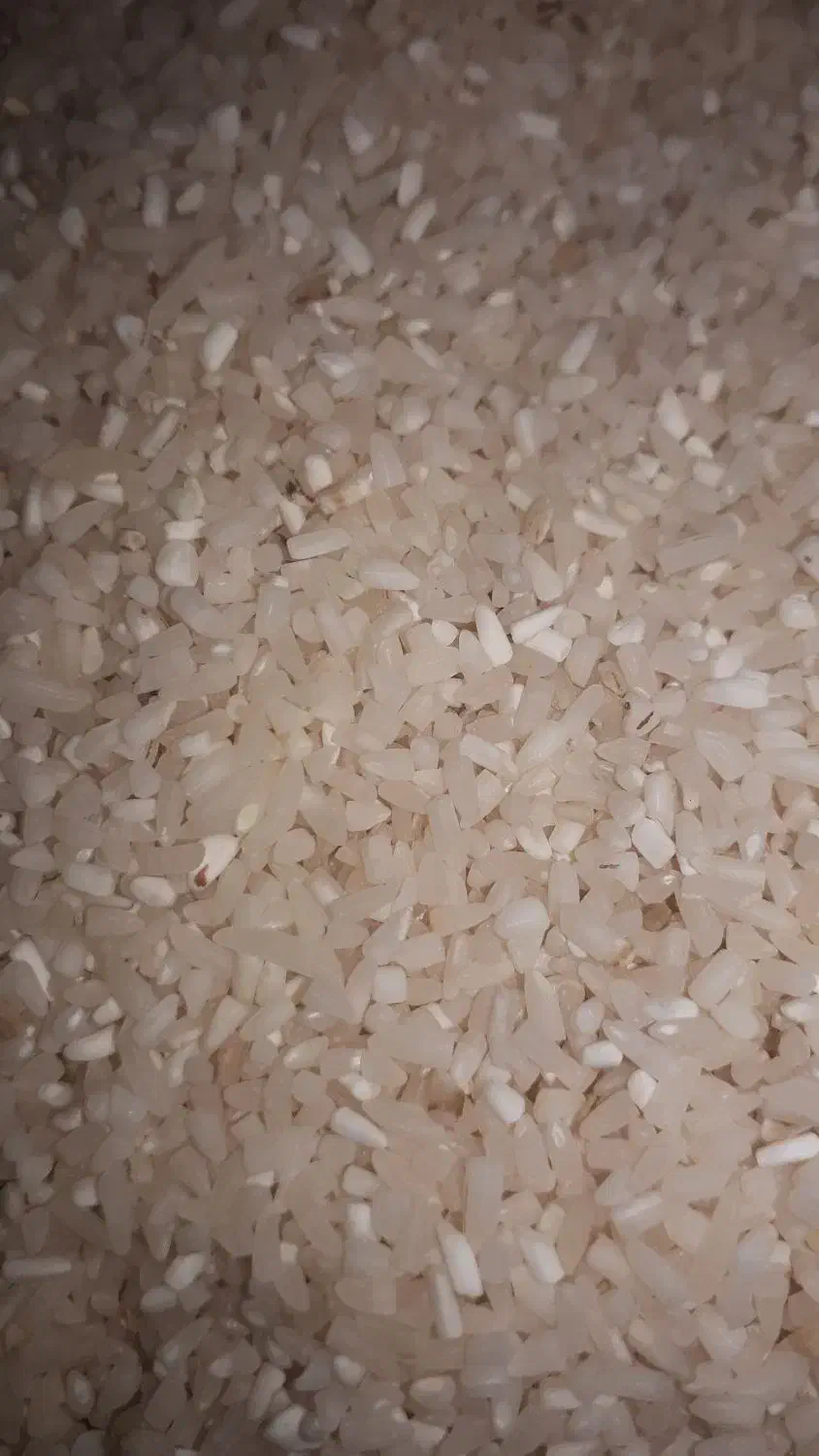 برنج نیمه طارم برنج نیمه شیرودی|خوردنی و آشامیدنی|بهشهر, |دیوار
