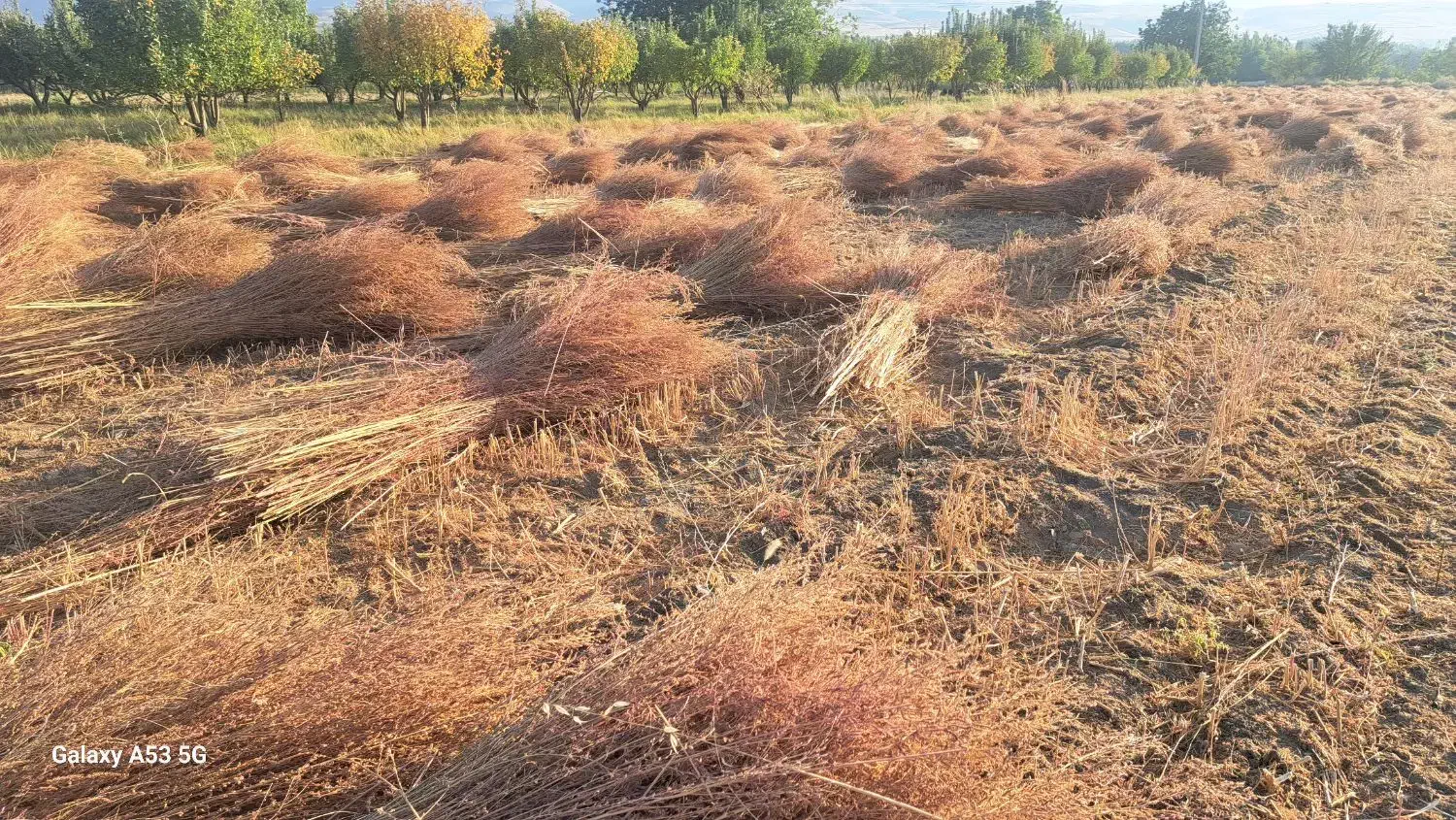 خریدار جارو|خدمات پیشه و مهارت|نهاوند, |دیوار