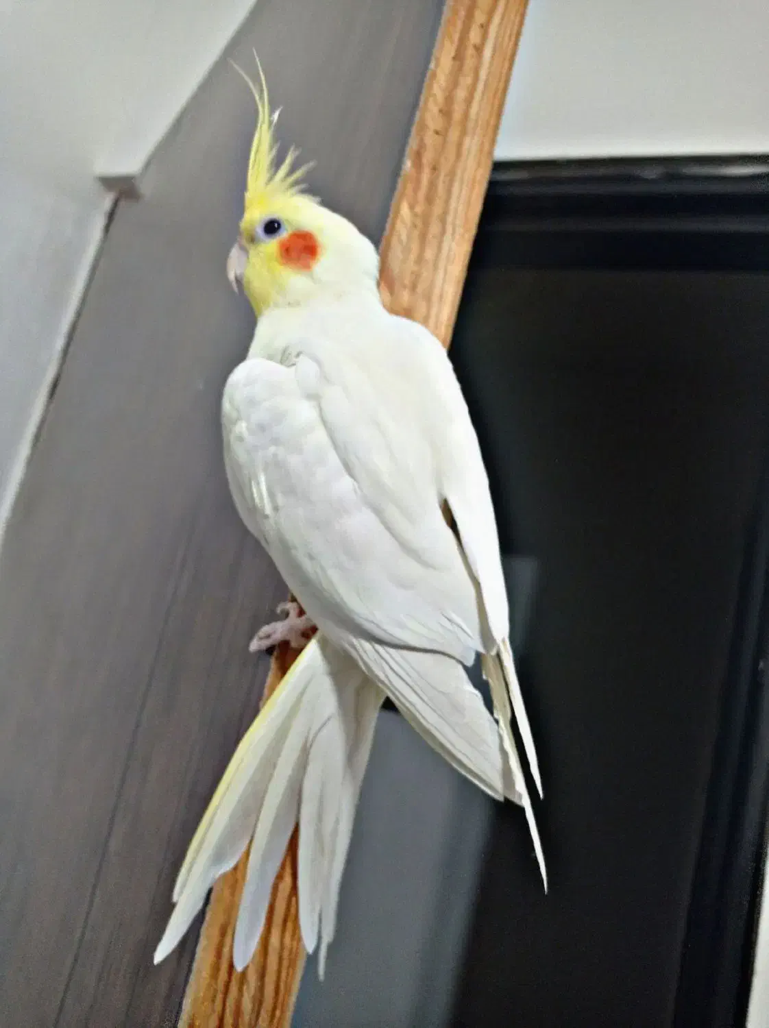 عروس هلندی نر فوری|پرنده|قائن, |دیوار