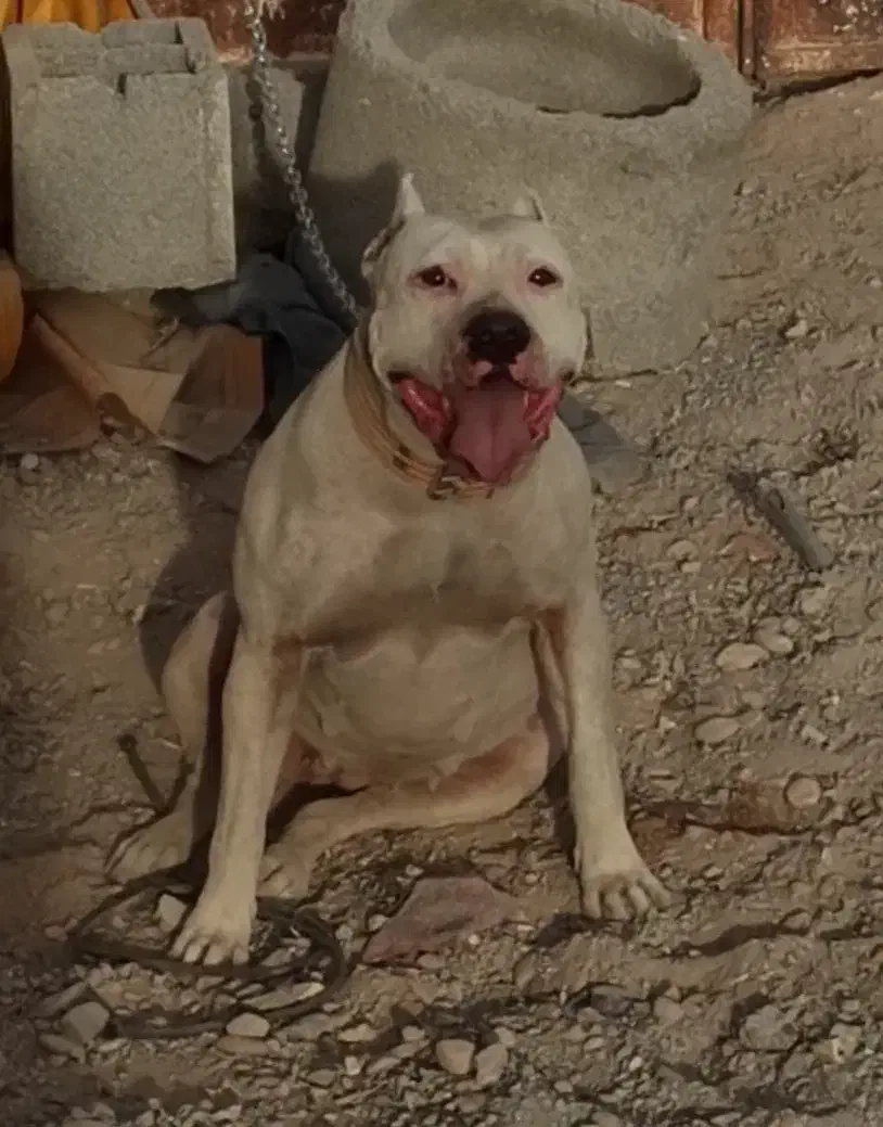 سگ امریکن بولی|سگ|کرمان, |دیوار