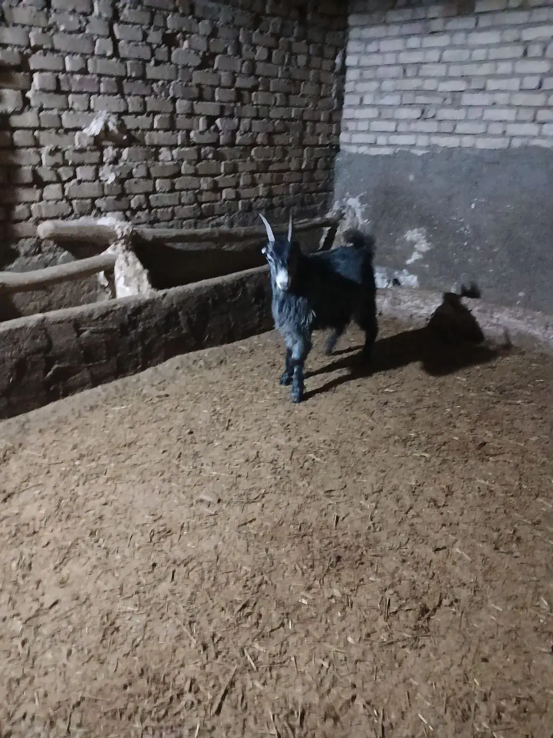 بزغاله گله|حیوانات مزرعه|قیدار, |دیوار