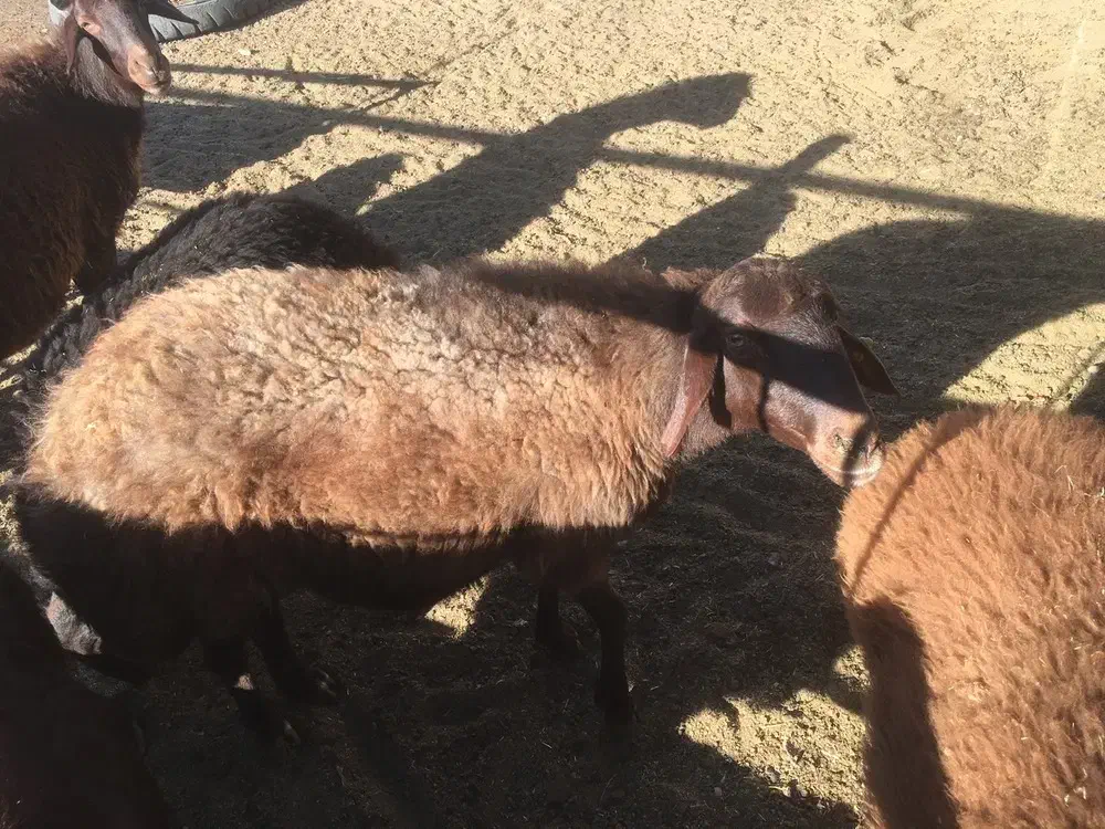 دو عدد میش افشاری درشت|حیوانات مزرعه|تربت‌حیدریه, ترمینال|دیوار