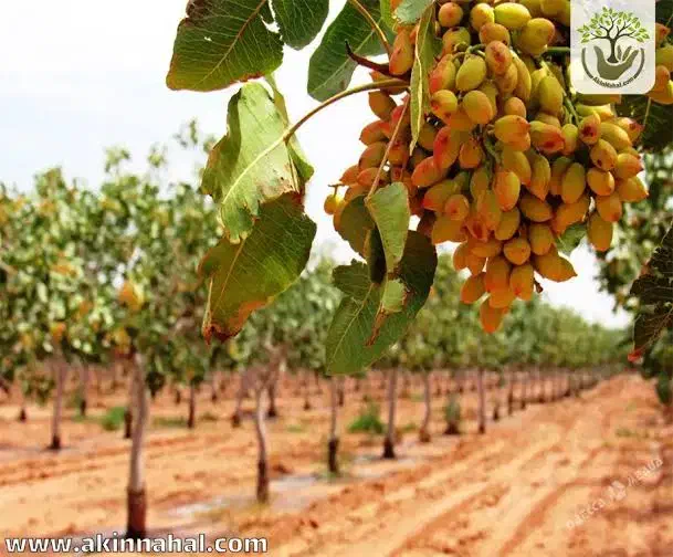 نیازمند کارگر اتباع جهت پهن کردن ریگ|استخدام صنعتی، فنی، مهندسی|انار, |دیوار