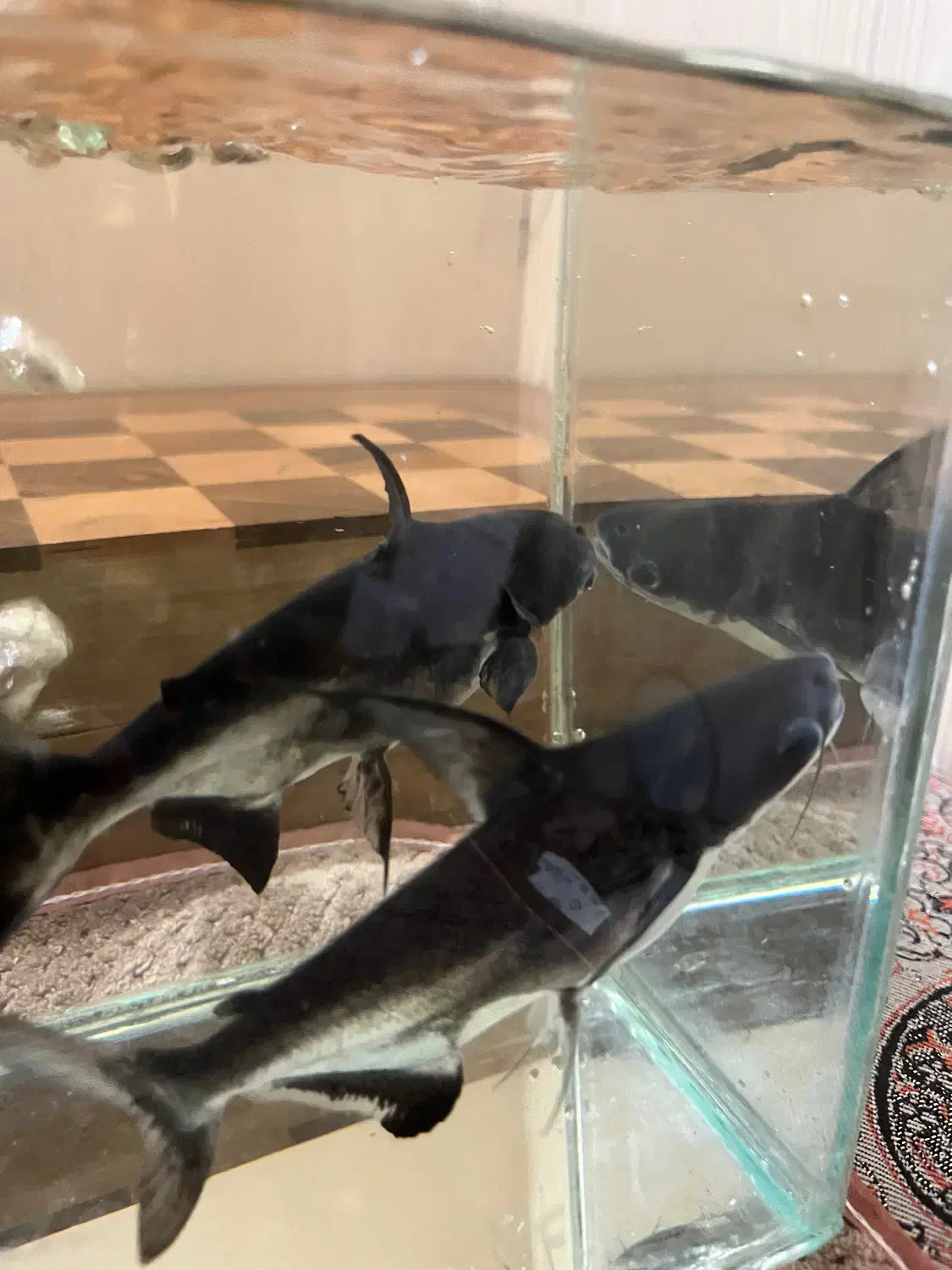 ماهی|ماهی|کرج, گلشهر|دیوار