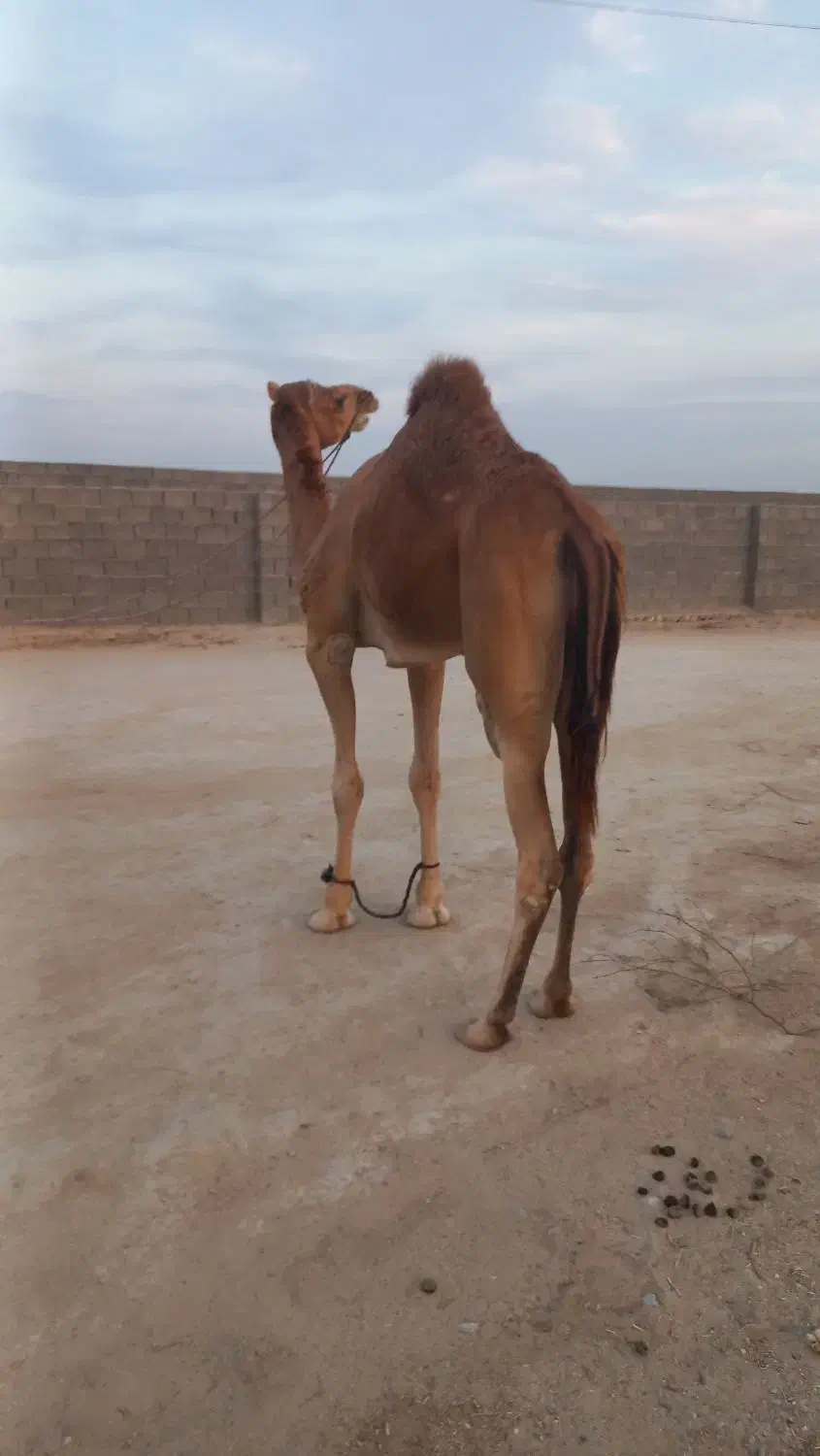 شترنرفروشی|حیوانات مزرعه|بندرعباس, |دیوار