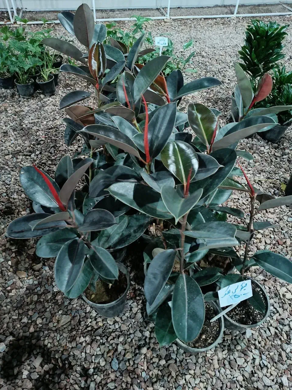 گل وگیاه آرکا نشتیفان فولاد پنجه|گل و گیاه طبیعی|خواف, |دیوار