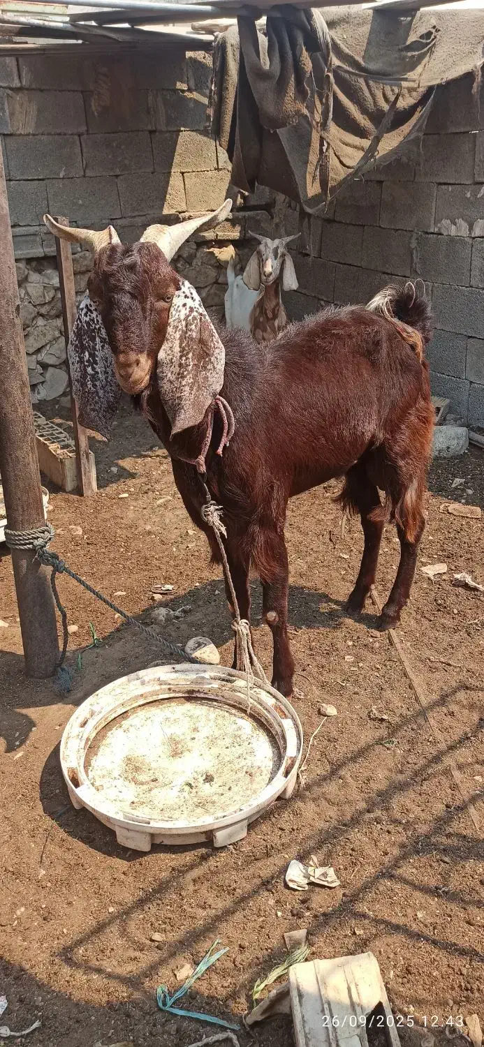 کهره نر،خورموج|حیوانات مزرعه|خورموج, |دیوار