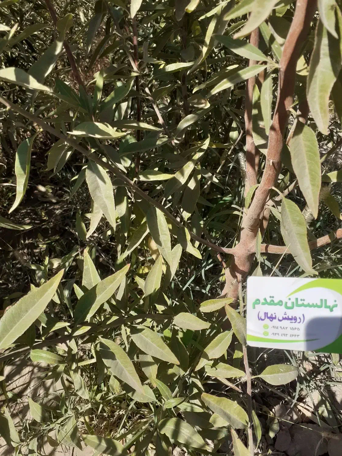 پیش فروش نهال بادام و گردو ژنوتیپ برتر  آغاز شد|خدمات باغبانی و درختکاری|زنجان, |دیوار