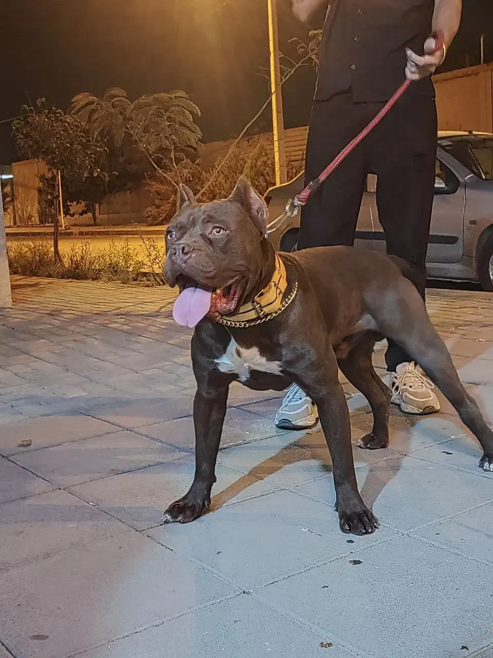 سگ پیتبول|سگ|تهران, تجریش|دیوار