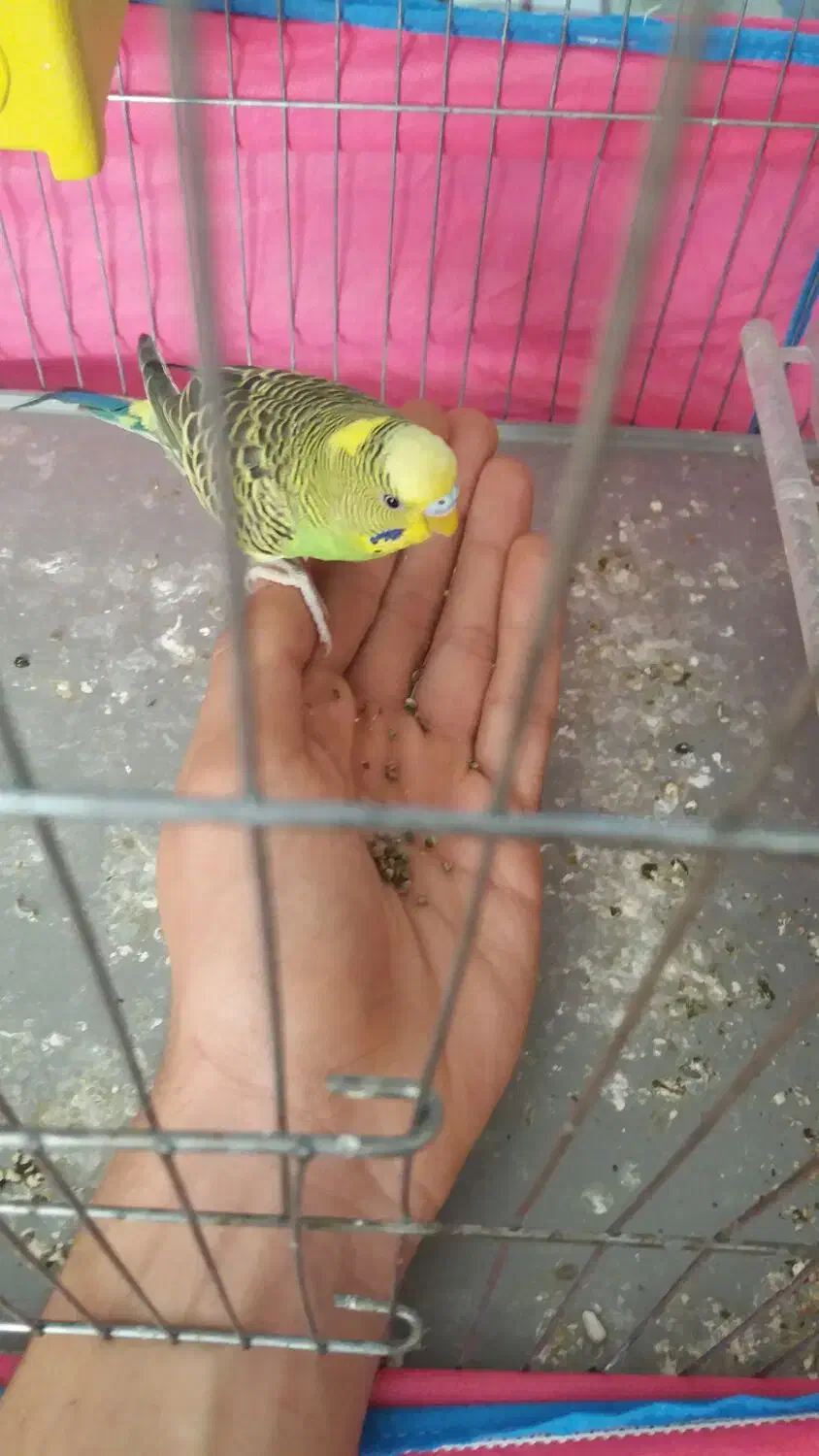 مرغ عشق جفت|پرنده|ری, حمزه‌آباد|دیوار