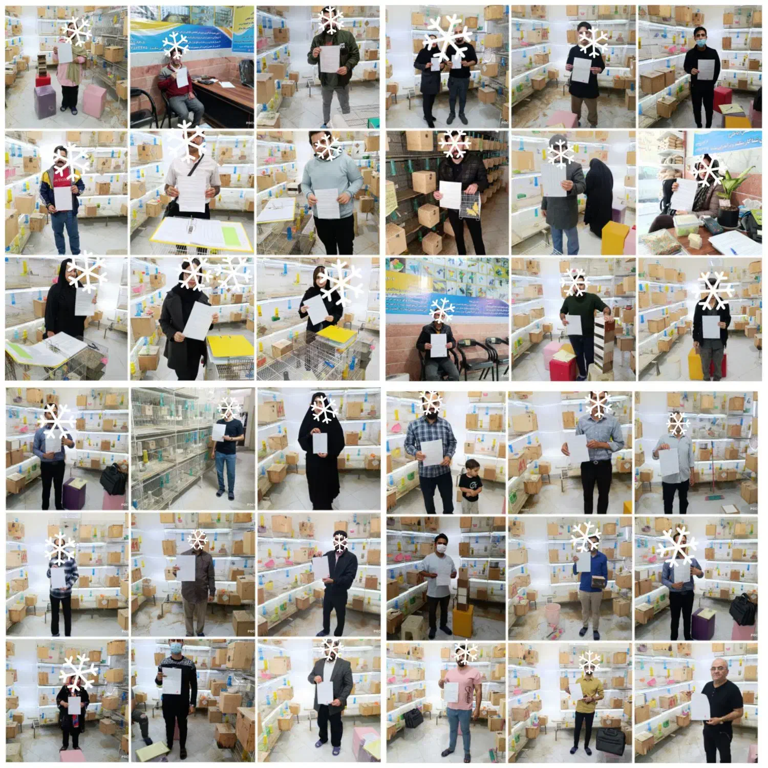 پرورش عروس کوتوله طوطی قناری استخدام ۵ساله بابیمه|پرنده|مشهد, فاطمیه|دیوار