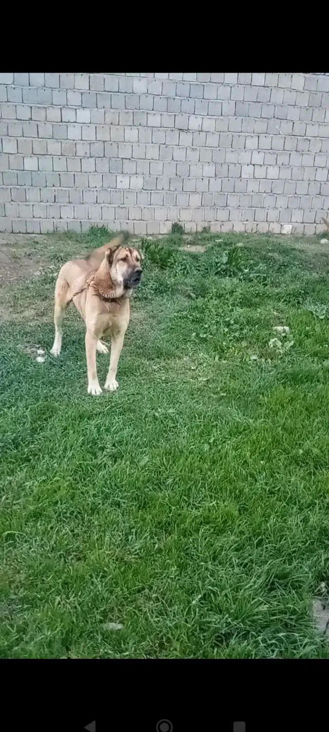 سگ  گم شده|حیوانات|سیلوانه, |دیوار