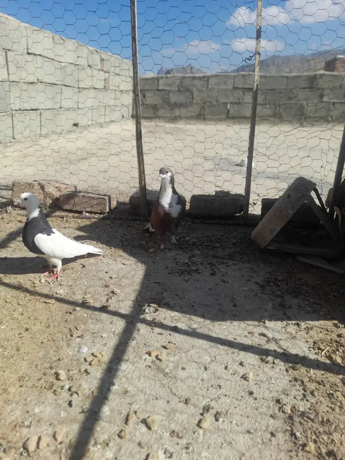 پرنده|پرنده|خاش, |دیوار