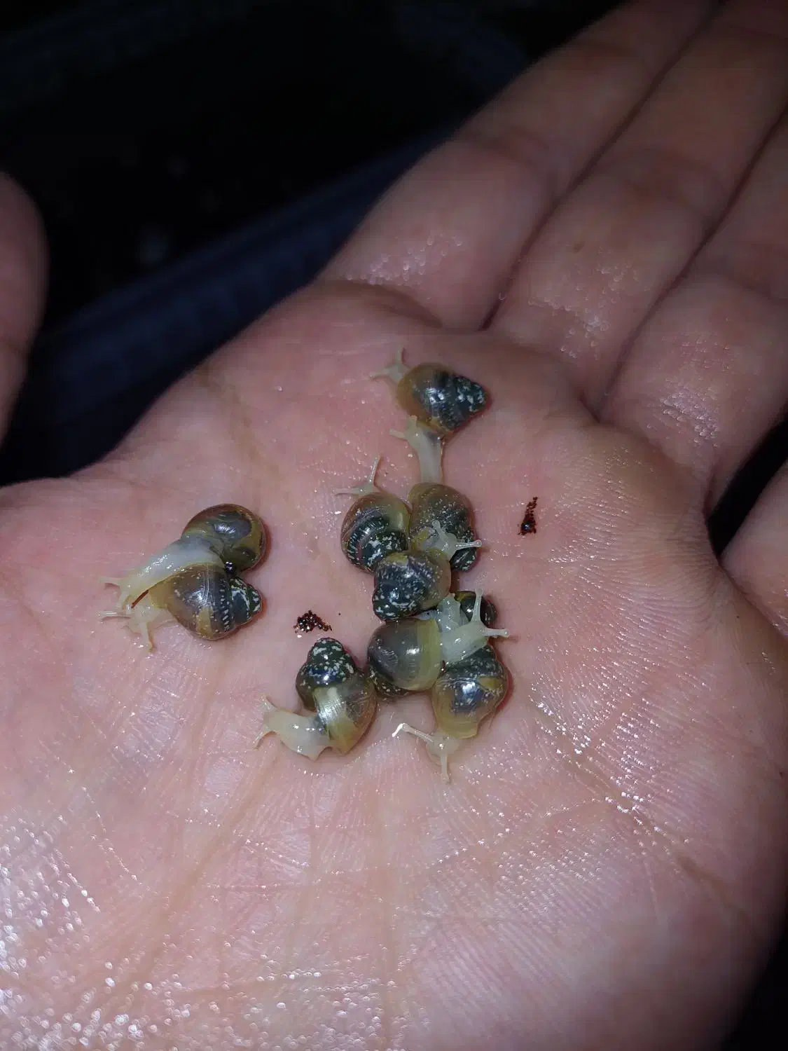 جوجه حلزون آچاتینا آلبینو|خزنده|مشهد, حجاب (شهرک غرب)|دیوار