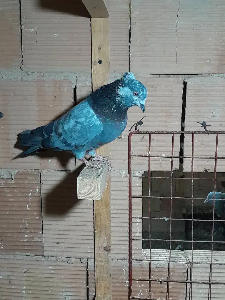 کبوتر پرشی|پرنده|اسلامشهر, شهرک امام حسین (میان آباد)|دیوار