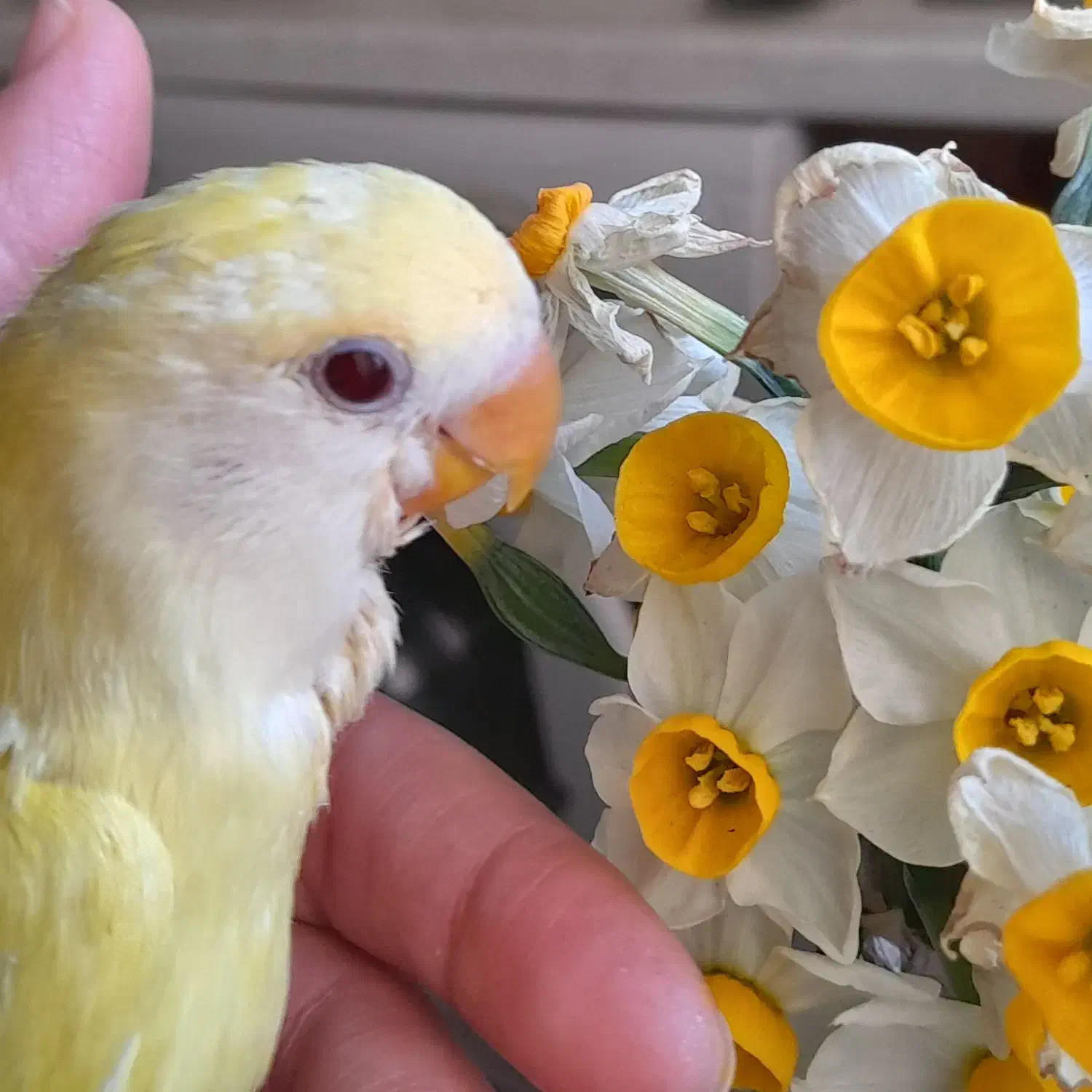 طوطی برزیلی چشم قرمز|پرنده|تهران, باشگاه نفت|دیوار