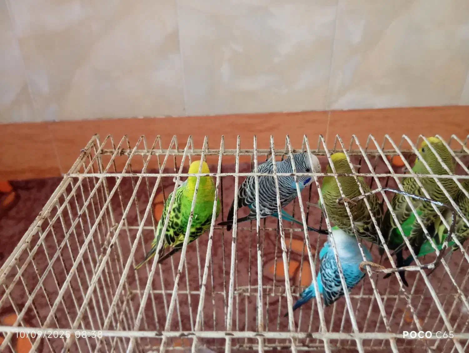 پرنده|پرنده|ملکان, |دیوار