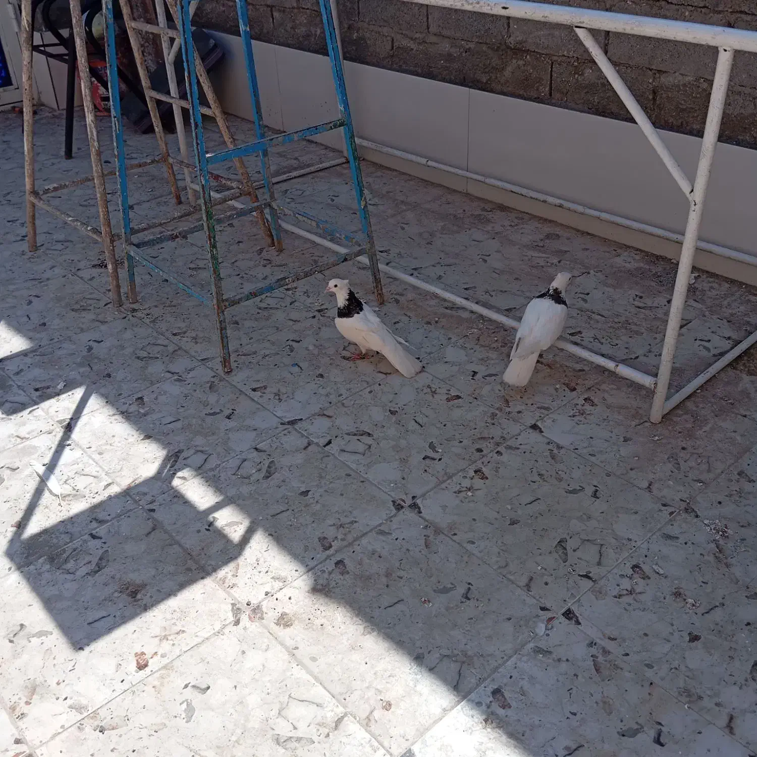 منیخ ولایت 27|پرنده|خرمشهر, |دیوار