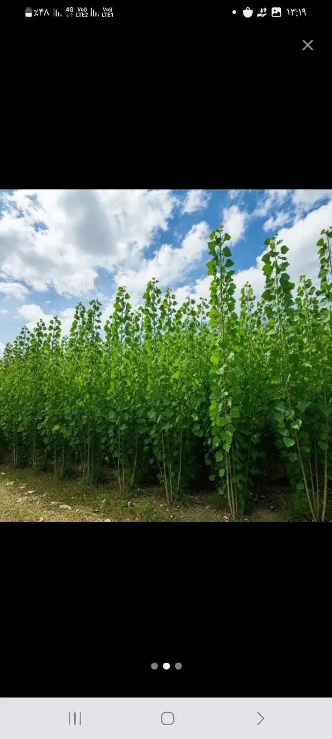 نهال نرک آلوچه ، نلک جهت احداث نهالستان|گل و گیاه طبیعی|مشهد, خواجه ربیع|دیوار