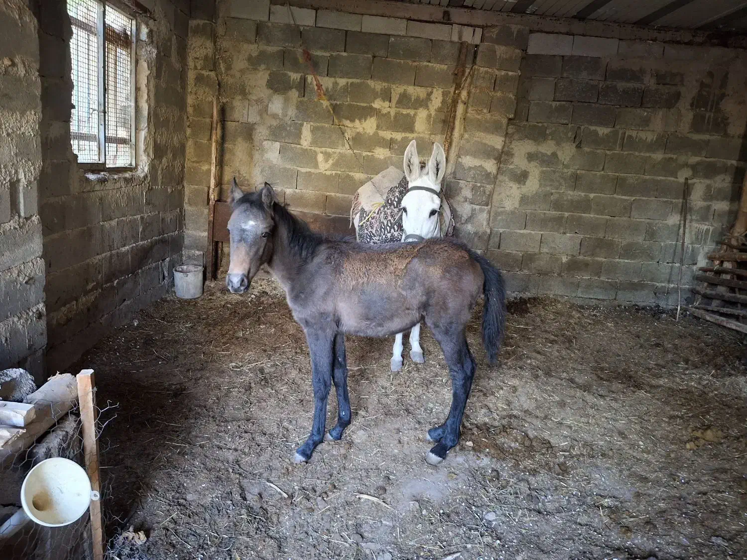 اسب مادیان وکره نر|حیوانات مزرعه|آسارا, |دیوار