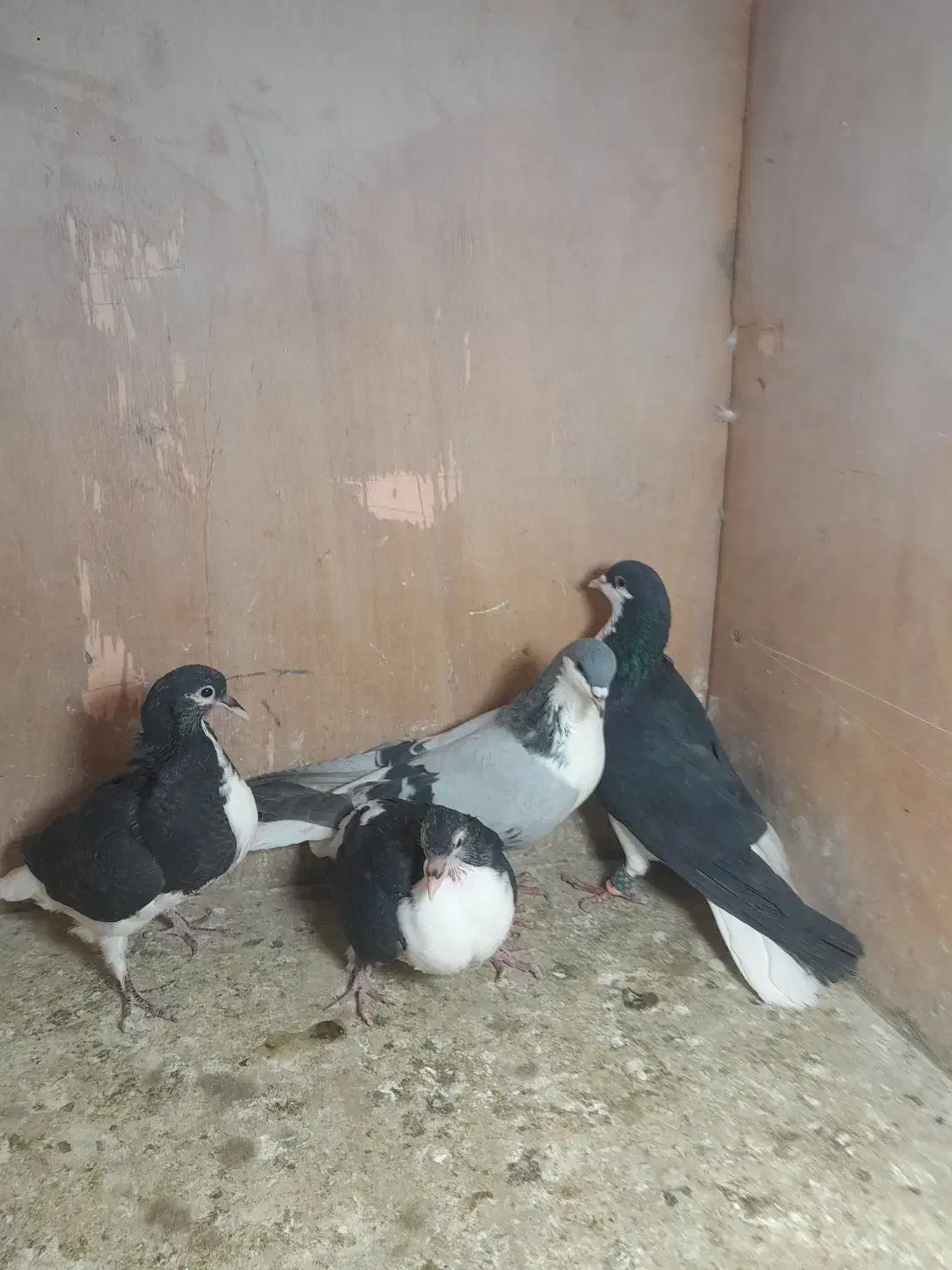 کبوتررنگی|پرنده|پاکدشت, پاکدشت (مامازند)|دیوار