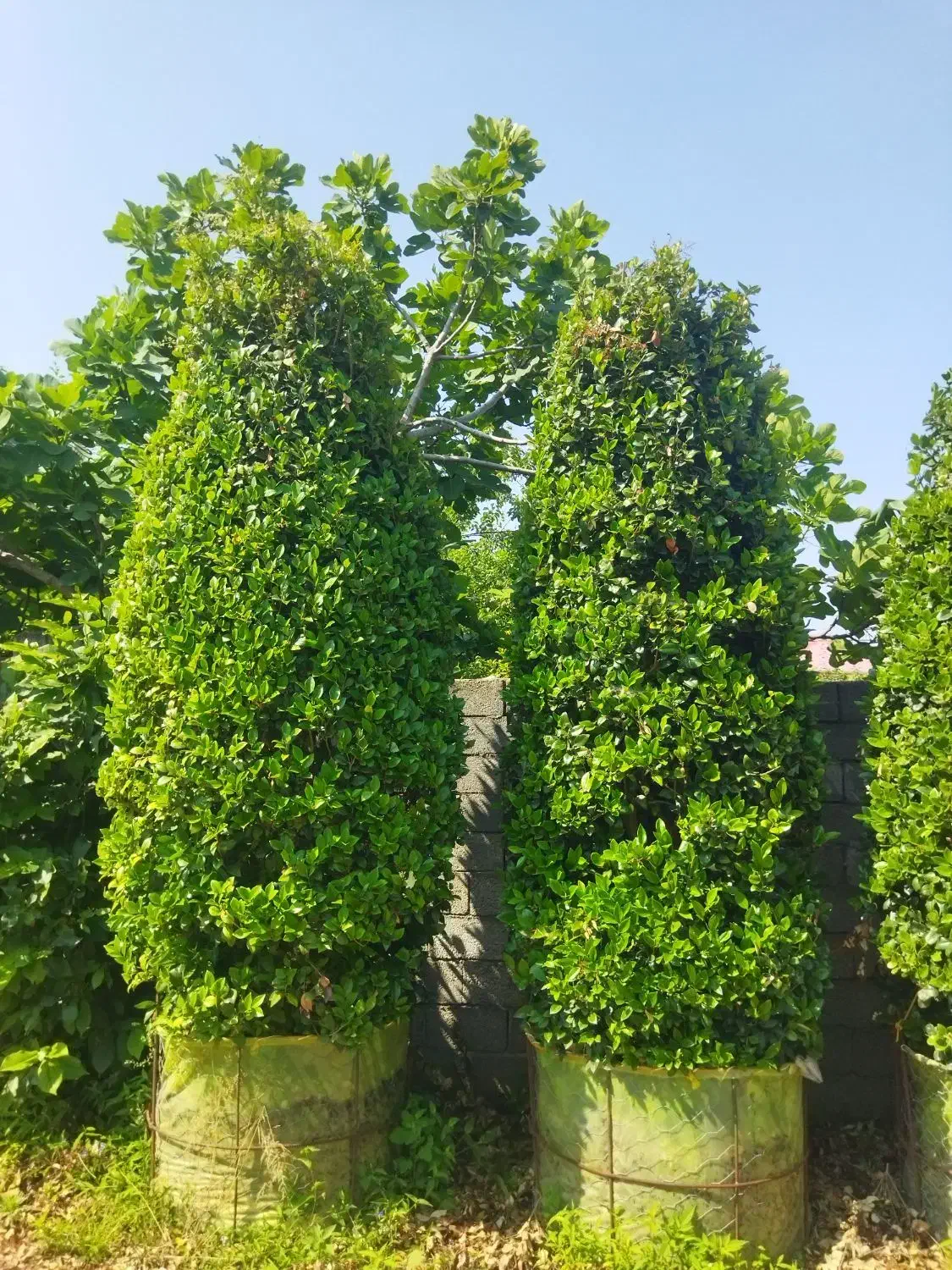 یاس هلندی غول پیکر|گل و گیاه طبیعی|کلاچای, |دیوار