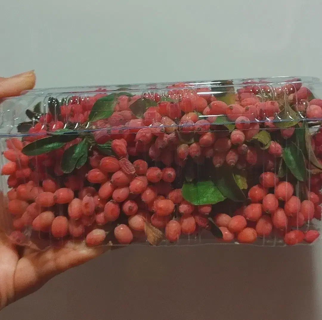 زرشک پفکی تازه ،دست چین شده و باکیفیت|خوردنی و آشامیدنی|شاهینشهر, حافظ شمالی|دیوار