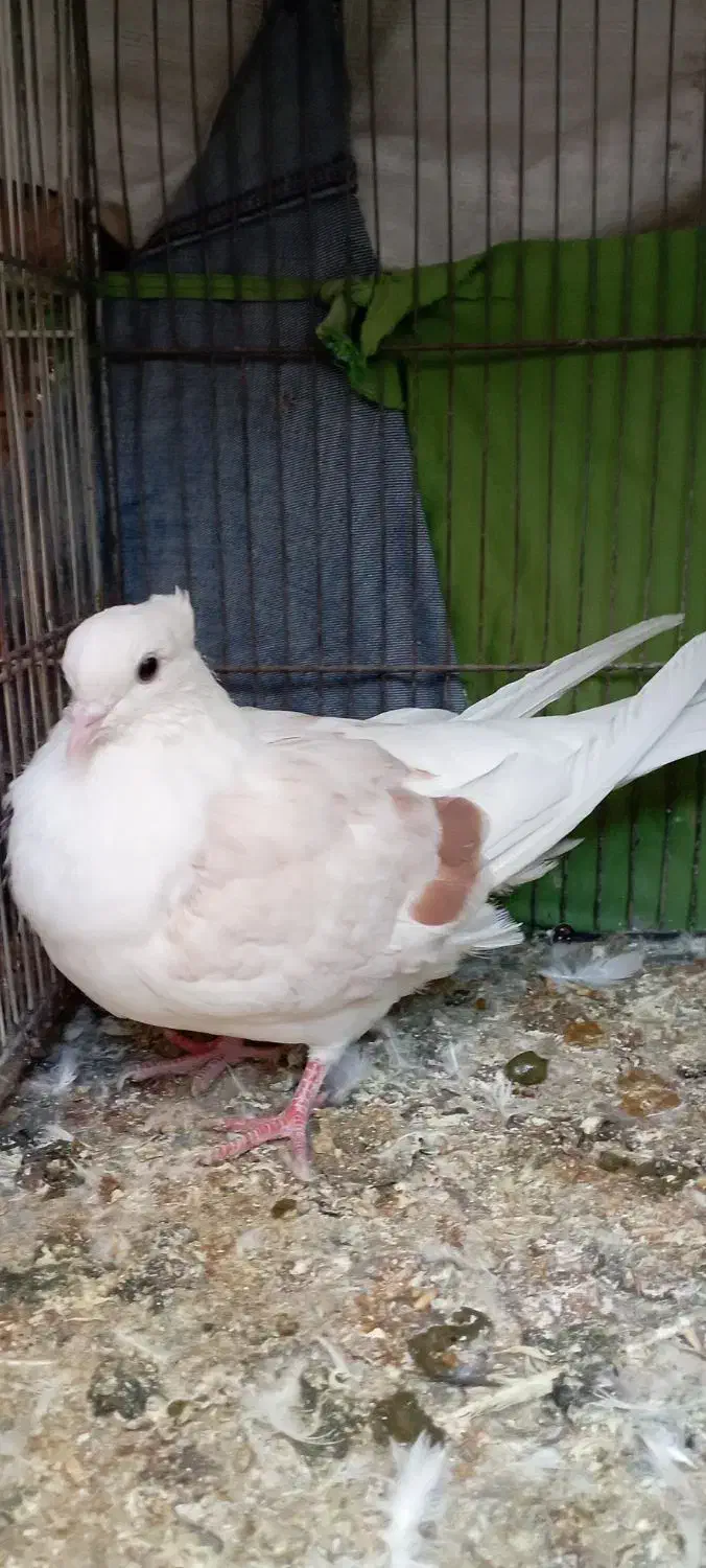 کفتر شکلاتی دم سفید نهبندان|پرنده|نهبندان, |دیوار