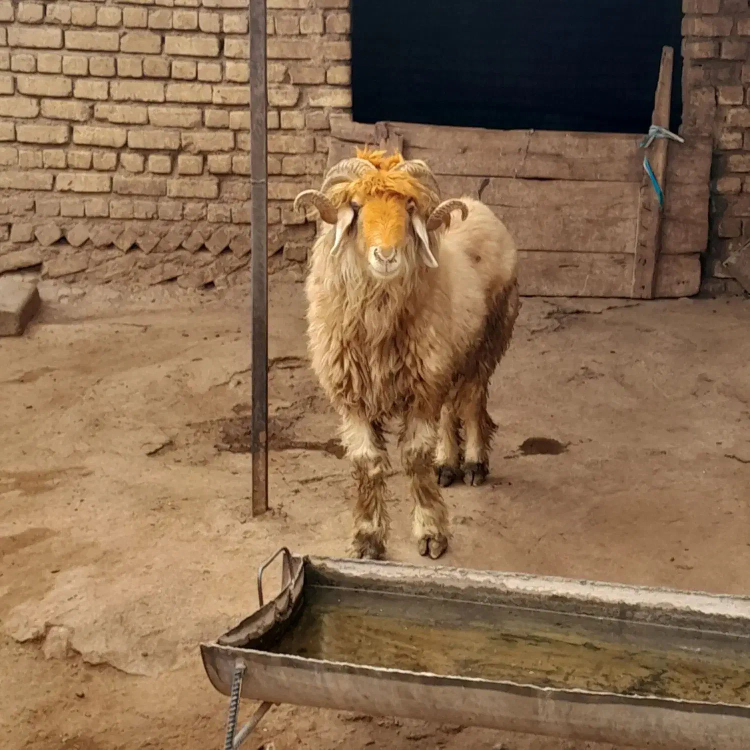 شیشک قوچ ذات دار|حیوانات مزرعه|خانمیرزا, |دیوار