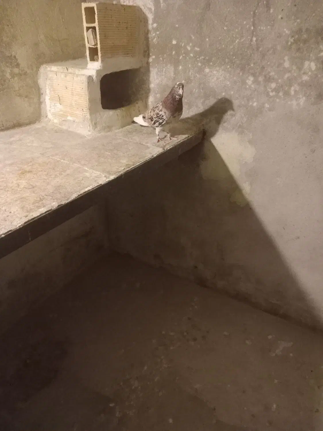 کفتر سرور|پرنده|شاهرود, |دیوار