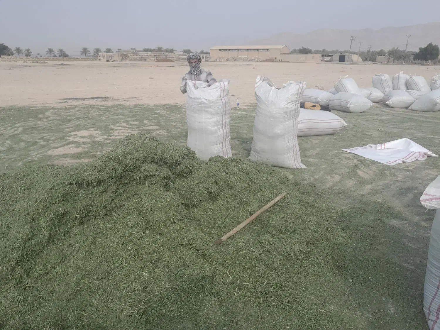 یونجه خرمنکوب شده|لوازم جانبی حیوانات|بهبهان, |دیوار