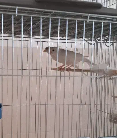 فروش قناری|پرنده|اردکان, |دیوار