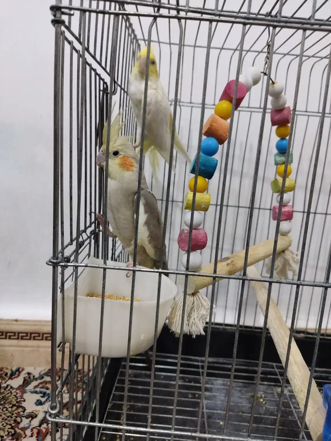 عروس هلندی|پرنده|پاکدشت, پاکدشت (مامازند)|دیوار