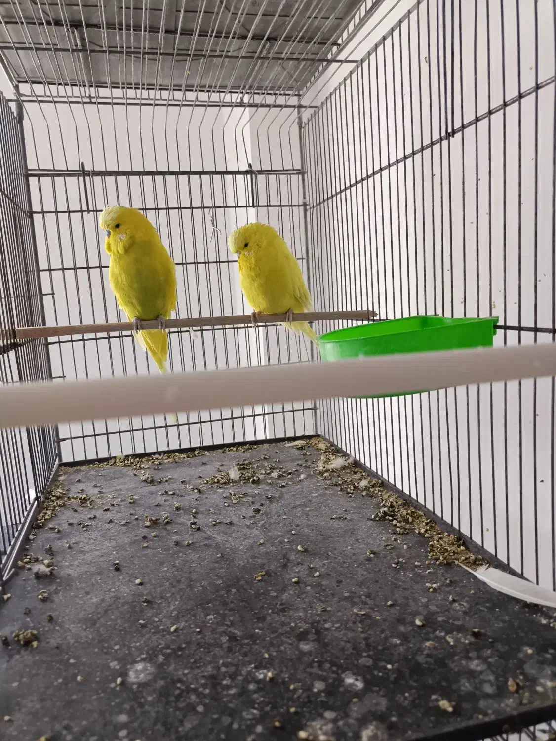 مرغ عشق انگلیسی|پرنده|پیرانشهر, |دیوار