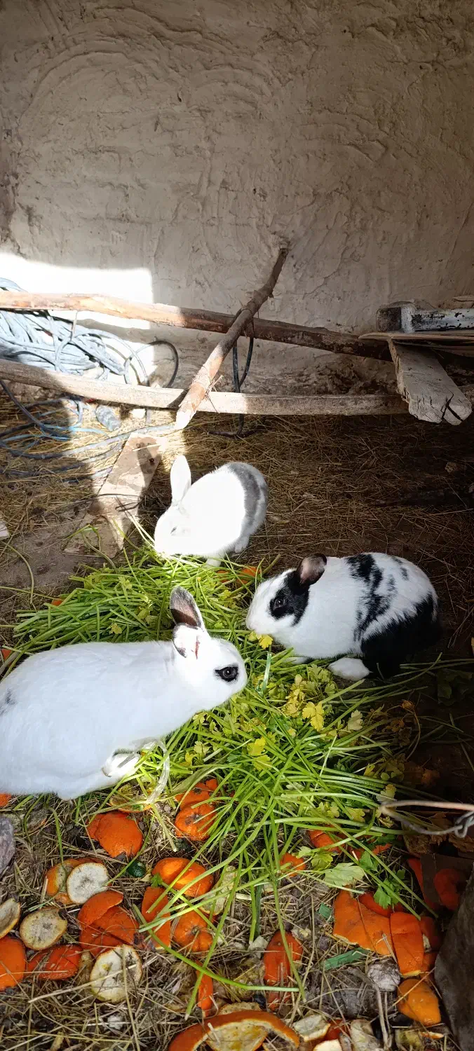 خرگوش خانگی|موش و خرگوش|ماکو, |دیوار