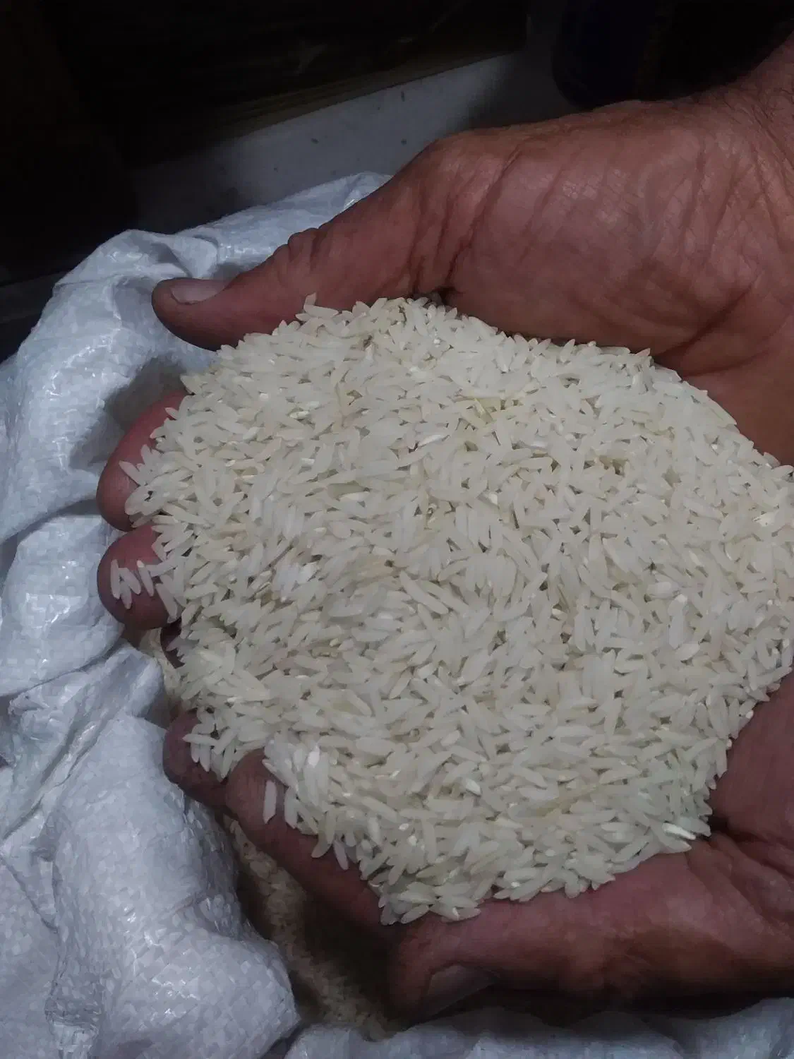 برنج هاشمی مغان|خوردنی و آشامیدنی|تبریز, |دیوار