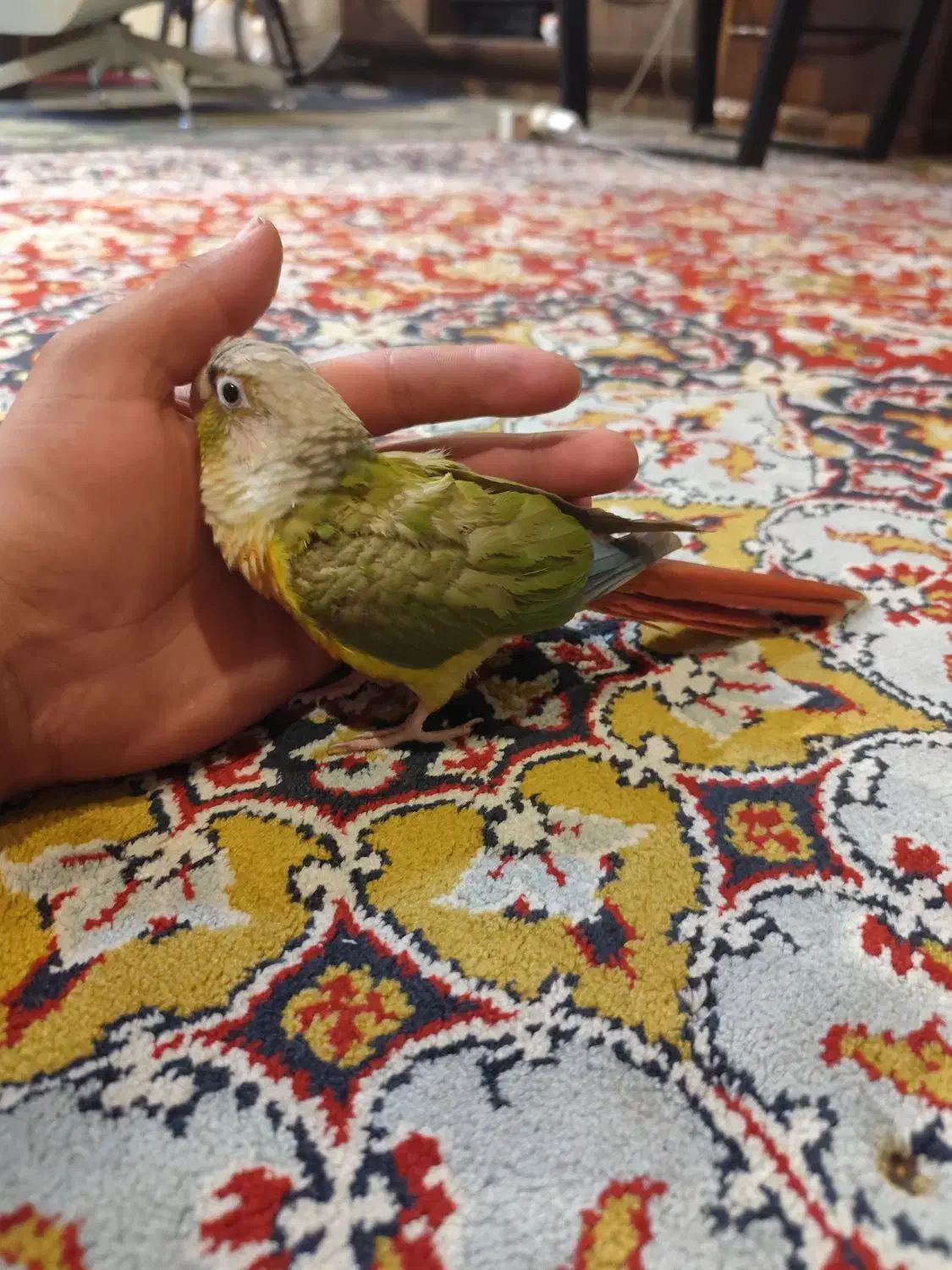 طوطی گرینچیک رام|پرنده|چهاردانگه (تهران), |دیوار