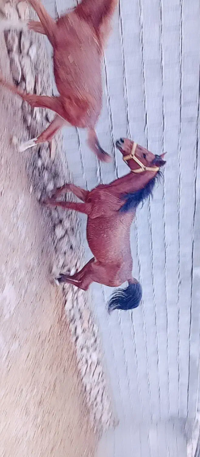 اسب و کره اسب|اسب و تجهیزات اسب‌سواری|کازرون, |دیوار