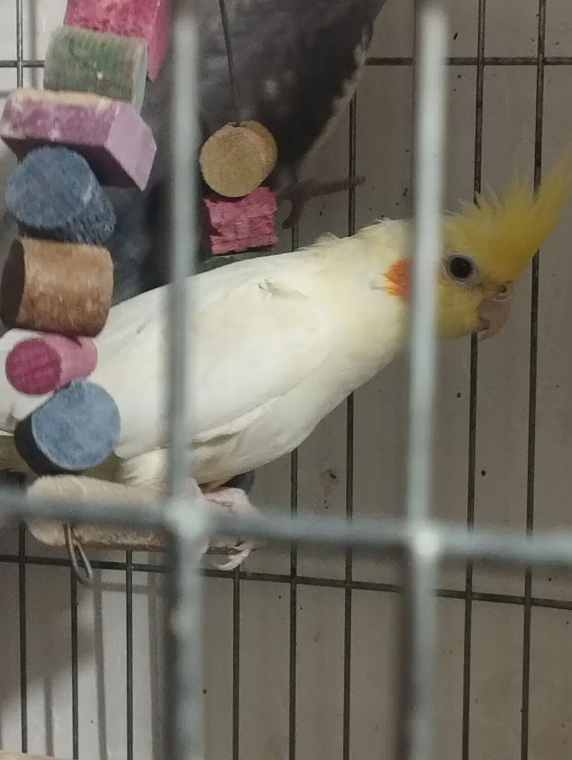 عروس هلندی ماده آماده|پرنده|ابهر, |دیوار